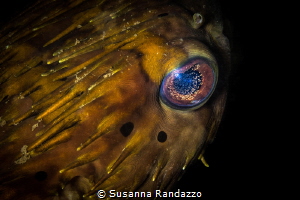 The universe in its eyes!Close up of a big eye puffer fis... by Susanna Randazzo 